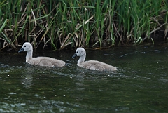 David Plant Photography - Wildlife Photographer - Mute swan cygnets - B